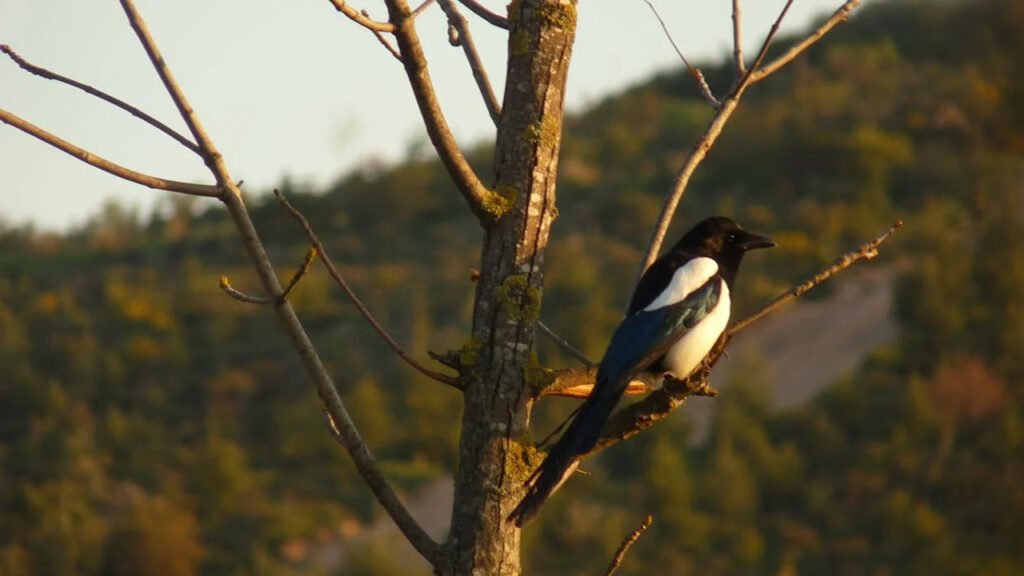 bird on tree